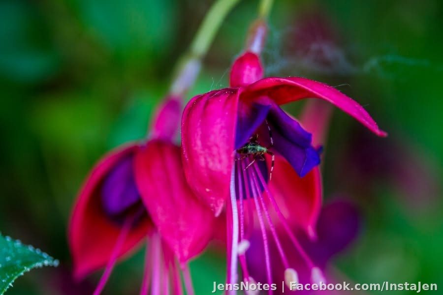 Macro of a Fuschia bloom... with a microscopic buggy that looks huge in this picture :)