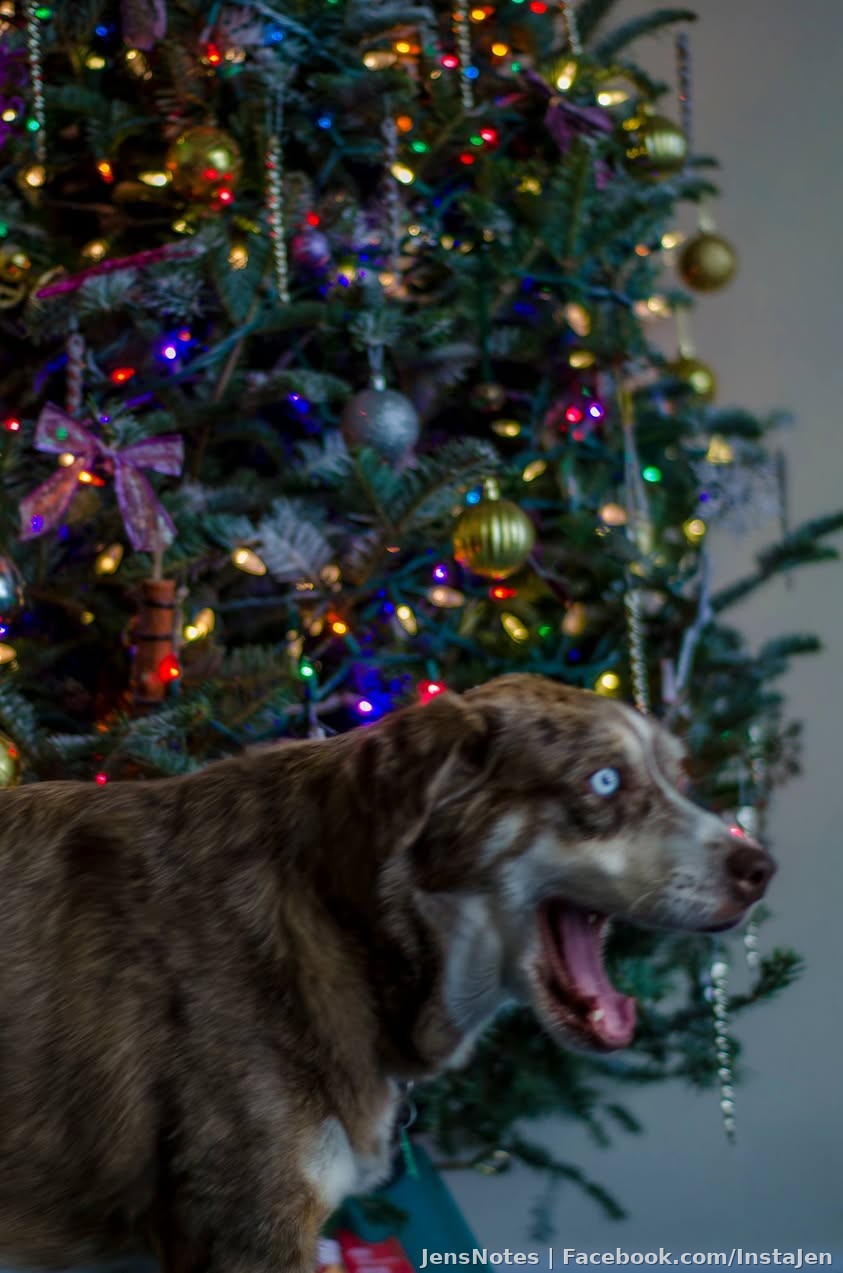 He's either really excited about the Christmas tree or really wants to get some squirrel and has gone psycho. I think option #2 :)
