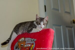 Photos