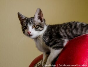 Photos