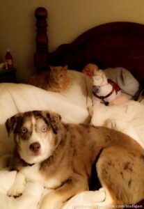 My animal kingdom, lol, minus 3 cats. Pictured is zombie cat, psycho dog, and my horse :) This is a scene that rarely happens