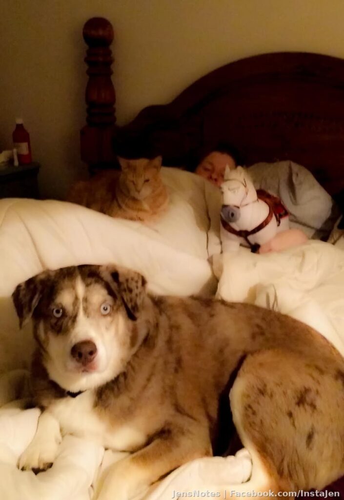 My animal kingdom, lol, minus 3 cats. Pictured is zombie cat, psycho dog, and my horse :) This is a scene that rarely happens