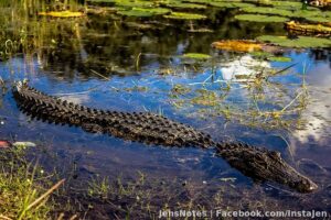 @[1035688267:2048:Christine Coleman] check out this photo I found of the gator I took last summer before they removed it. This was not zoomed in....
