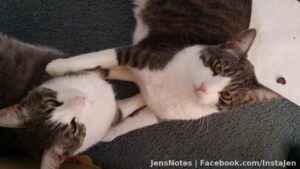 Caius (left) & Aro (right)