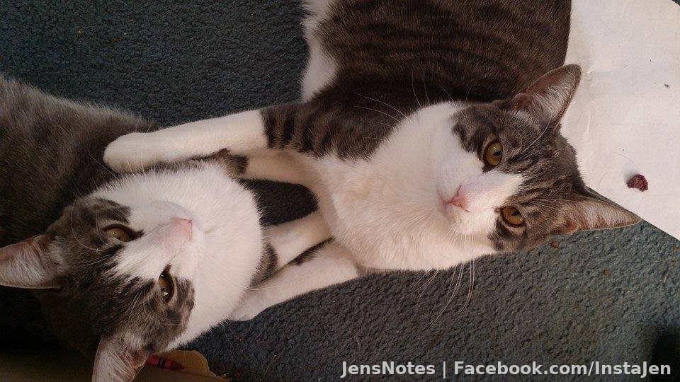 Caius (left) & Aro (right)