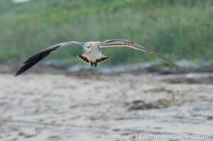 Flying rats (as we call them in MI) a.k.a. Seagulls to everyone else aren't completely useless birds. They do make for good photographs caught