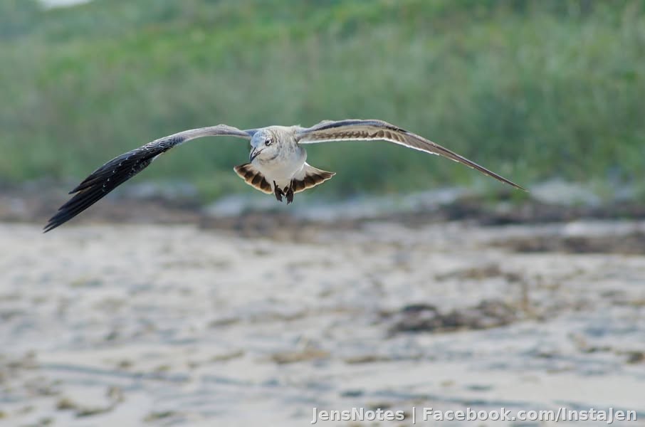 Flying rats (as we call them in MI) a.k.a. Seagulls to everyone else aren't completely useless birds. They do make for good photographs caught