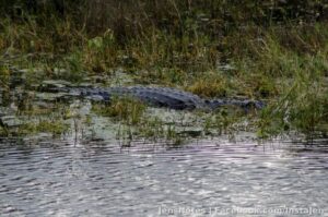 I tried to introduce @[100004170763240:2048:Misty Grego] to my other new friend, looks about 8 feet long, probably 400lbs, but she wouldn't come see him