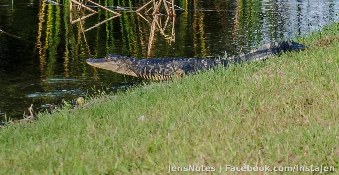 Not sure if the kids named this critter yet. I'd call him Hannibal except he likely does not eat other gators lol.