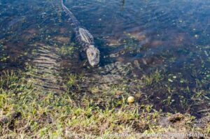 My new gator friend decided he wanted to come out of the water suddenly to say hello, quickly, lol. @[100004170763240:2048:Misty Grego] was heading the