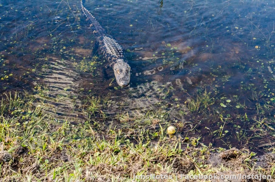 My new gator friend decided he wanted to come out of the water suddenly to say hello, quickly, lol. @[100004170763240:2048:Misty Grego] was heading the