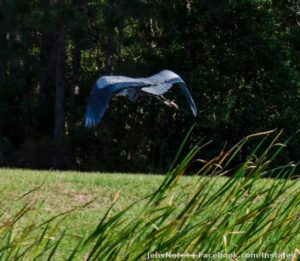 Another of the same bird as my last post wings down.