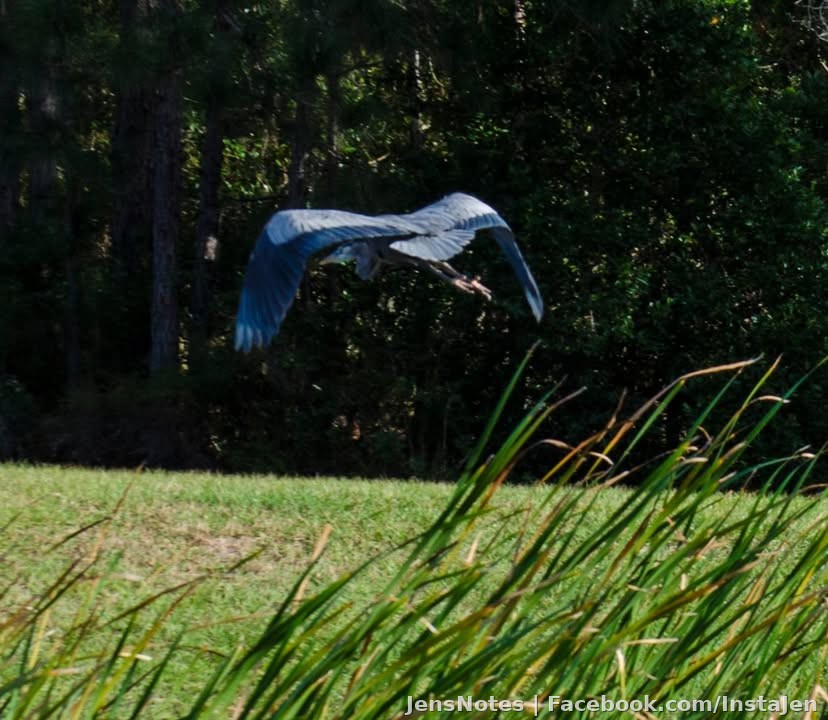 Another of the same bird as my last post wings down.
