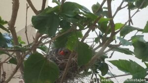 Awww look who's sitting on eggs in her nest in a bush outside my window!