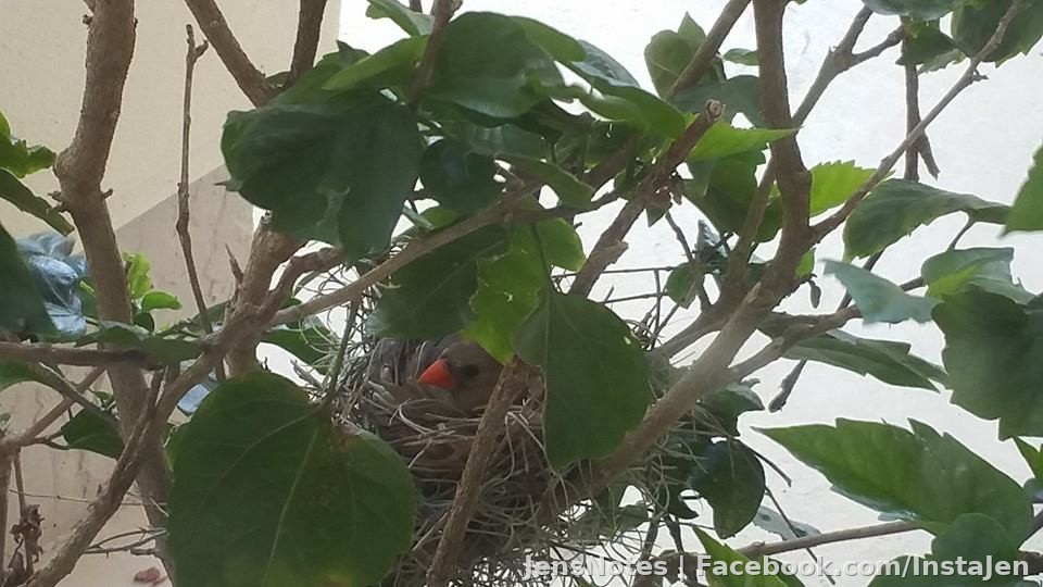 Awww look who's sitting on eggs in her nest in a bush outside my window!
