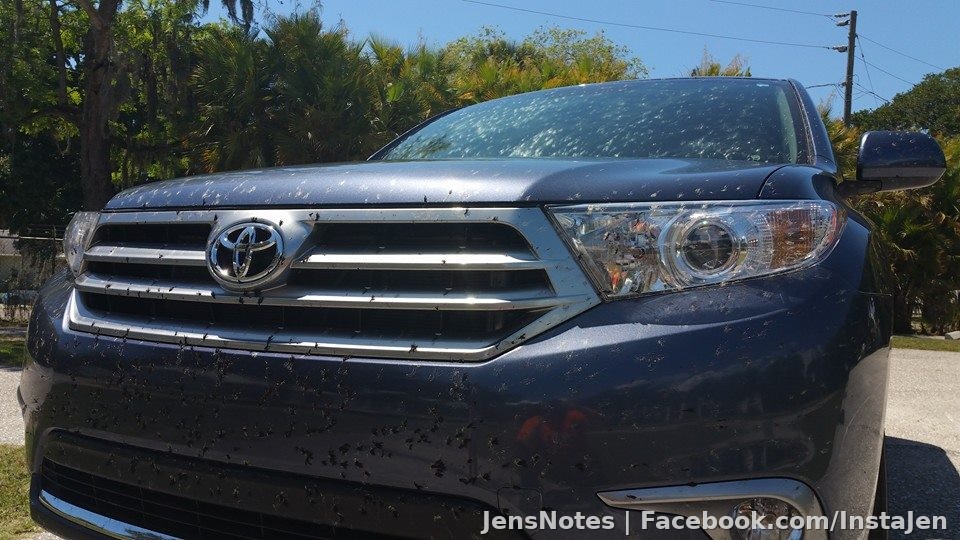 Omg ewww...this is what driving during gooey love bug season does to a vehicle. Ughhh.