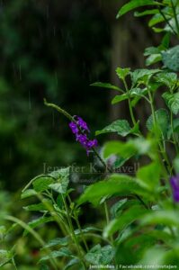 Lightly raining :)