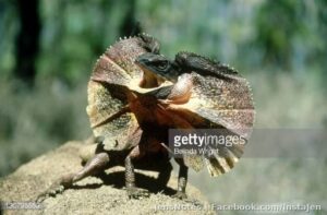 I just bought my son an Australian Frilled Dragon as a Christmas present. Think "Dilophosaurus" from Jurassic Park... it's frills come up in self