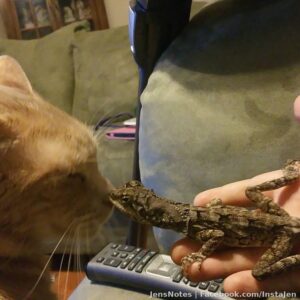 Nothing but love between Meow & Echo lol. #dragonecho #australianfrilleddragon #gingercats