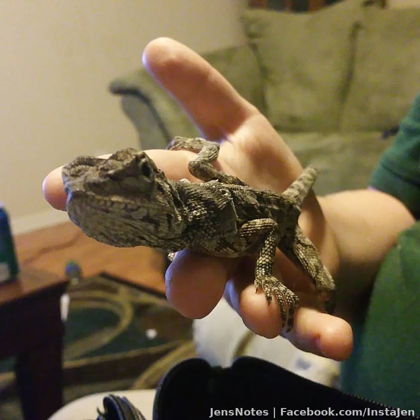 Echo says *Hi!* lol #australianfrilleddragon #dragonecho