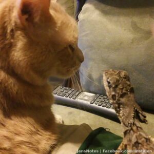 Best buds... lol - Meow & Echo #dragonecho #australianfrilleddragon #gingercats