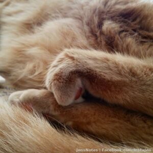 Cat feetsies! #gingercat