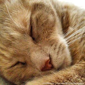 Meow resting! #gingercats