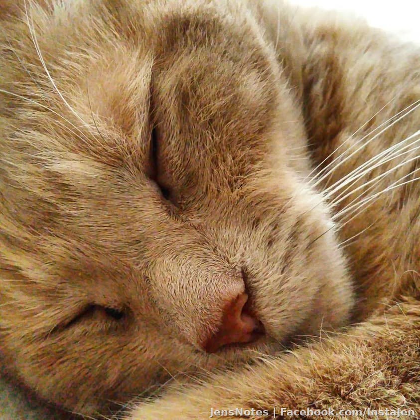 Meow resting! #gingercats