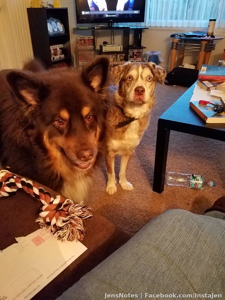 I will thank my sister Beth for saving Mr. Moose's life :) He happy at her house playing with his friend til I get