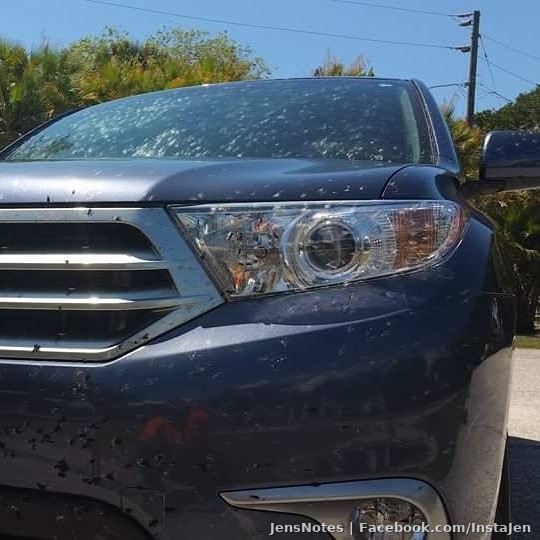 Driving in #florida in late April to May equals #nasty baked on #lovebug goo....so effing #gross. Damn if I know what gets guts cleaned
