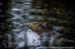 This gator looks fairly hungry :)