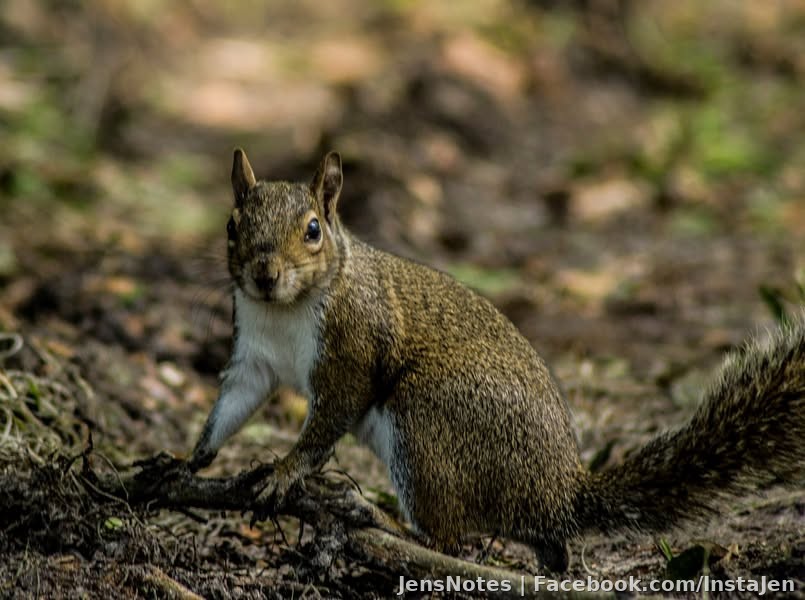Another in the dirt photo with the Ice Age squirrel :)