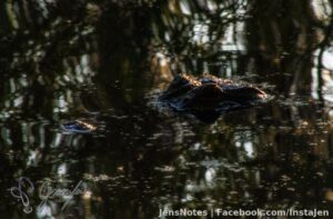 Another hungry gator :)