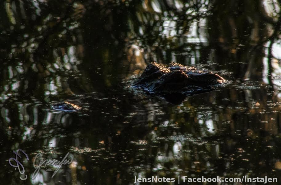 Another hungry gator :)