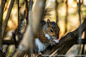 I find these squirrel, rat things, amusing :)