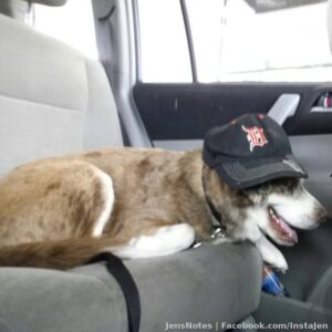 Mr. Moose coming home to Lakeland. A changed man! #detroit #lakeland #detroittigers #husky