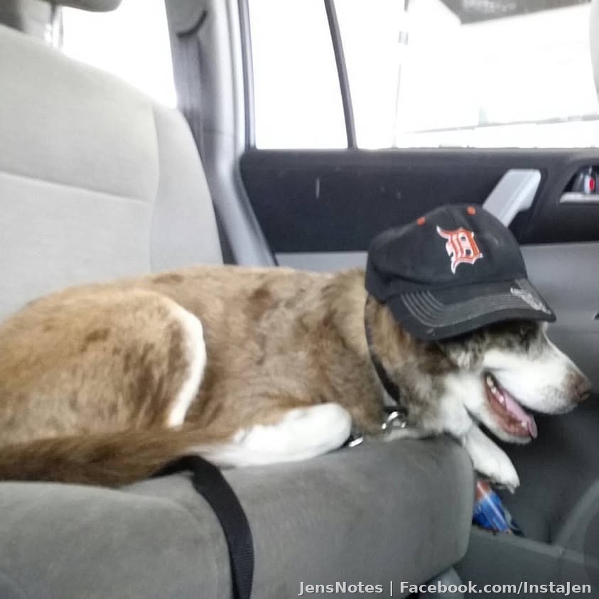 Mr. Moose coming home to Lakeland. A changed man! #detroit #lakeland #detroittigers #husky