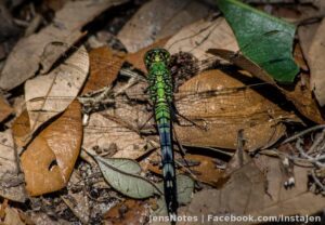 Today I hunted down the green variety of dragonfly. Megalithic monsters that strike fear into me usually :)