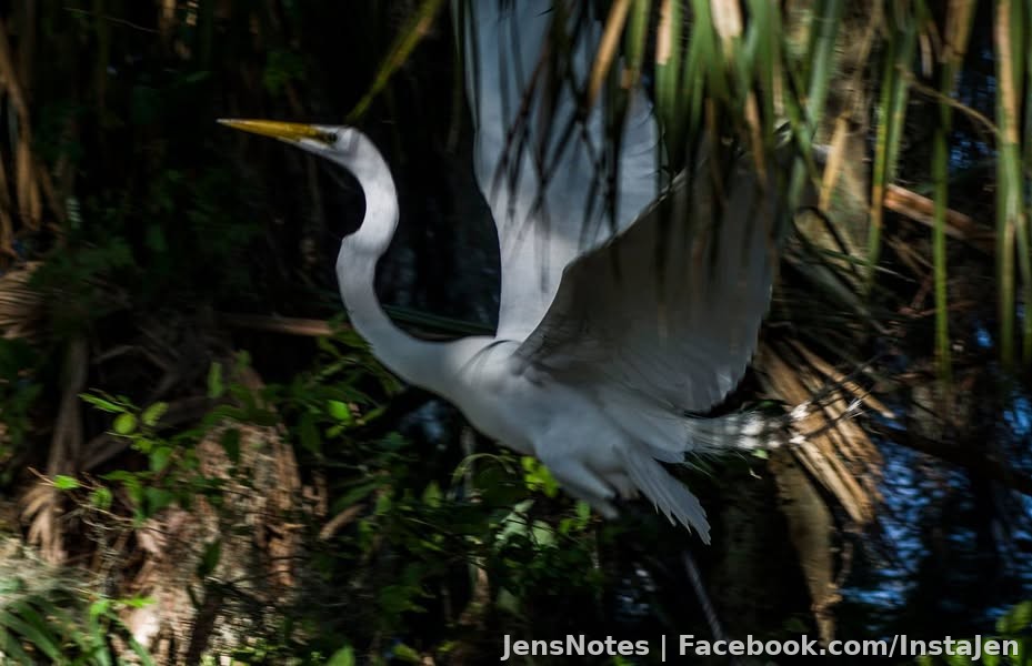 Heron in flight mode :)