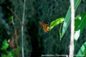 A flutterfby I captured today :)
