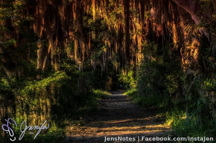 Sunset under the moss!