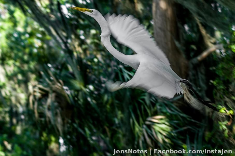Heron in flight mode 2 :) Not my greatest but still nice and up close!