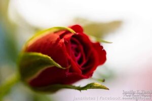 A single rose.