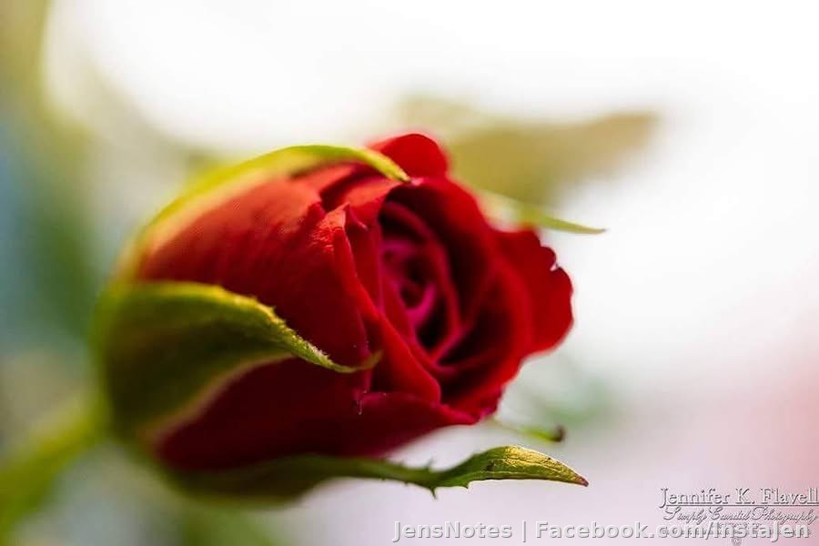 A single rose.