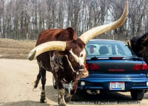This is not a car friendly animal... lol.