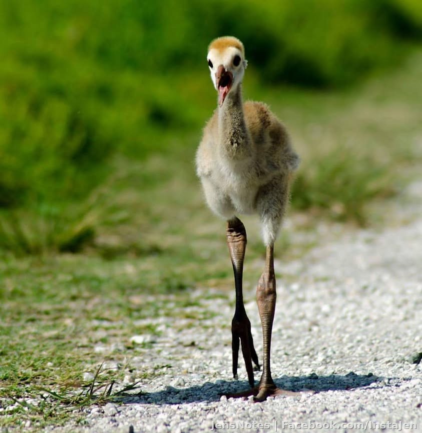 I love to sit on the ground and get eye level with all of my animal subjects!