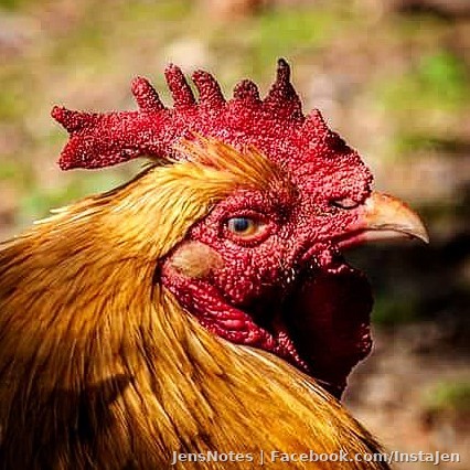 Sometimes I think even chickens make me chicken. This photo speaks, "if looks could kill" lol