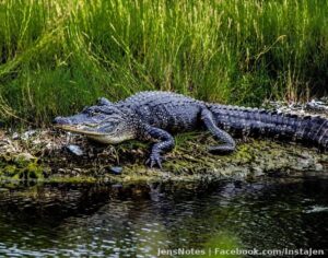Largest alligator I've gotten close too. He looked hungry. Just massive.