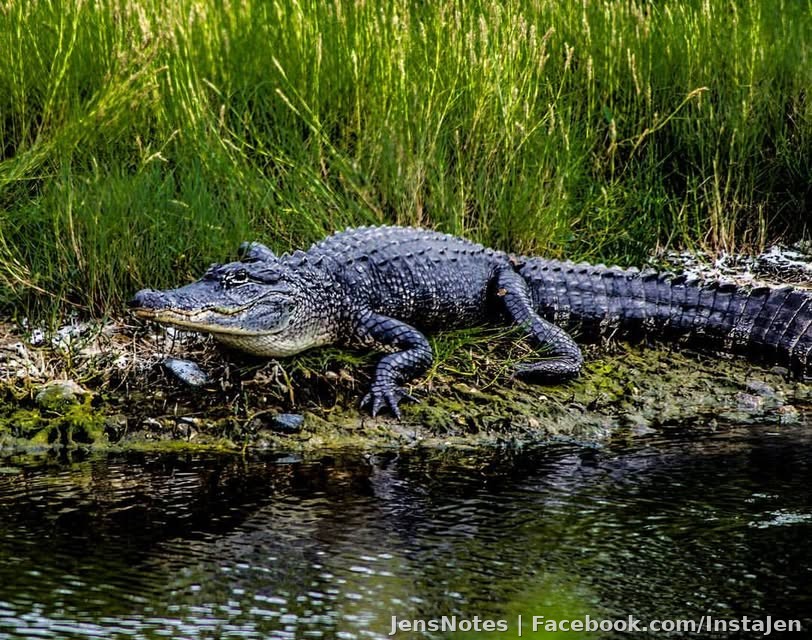 Largest alligator I've gotten close too. He looked hungry. Just massive.