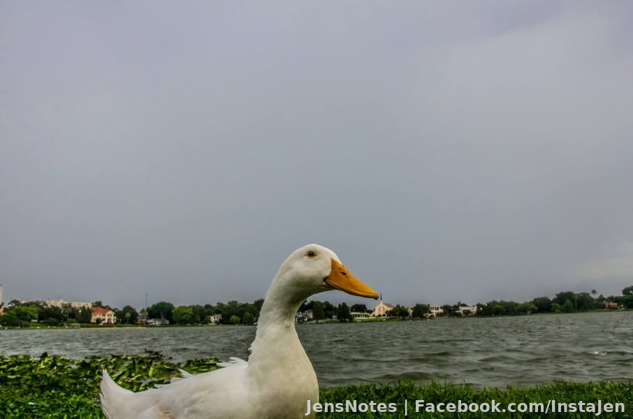 Photos
